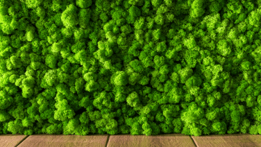Biophilic Office Design: The Science, Benefits and Examples