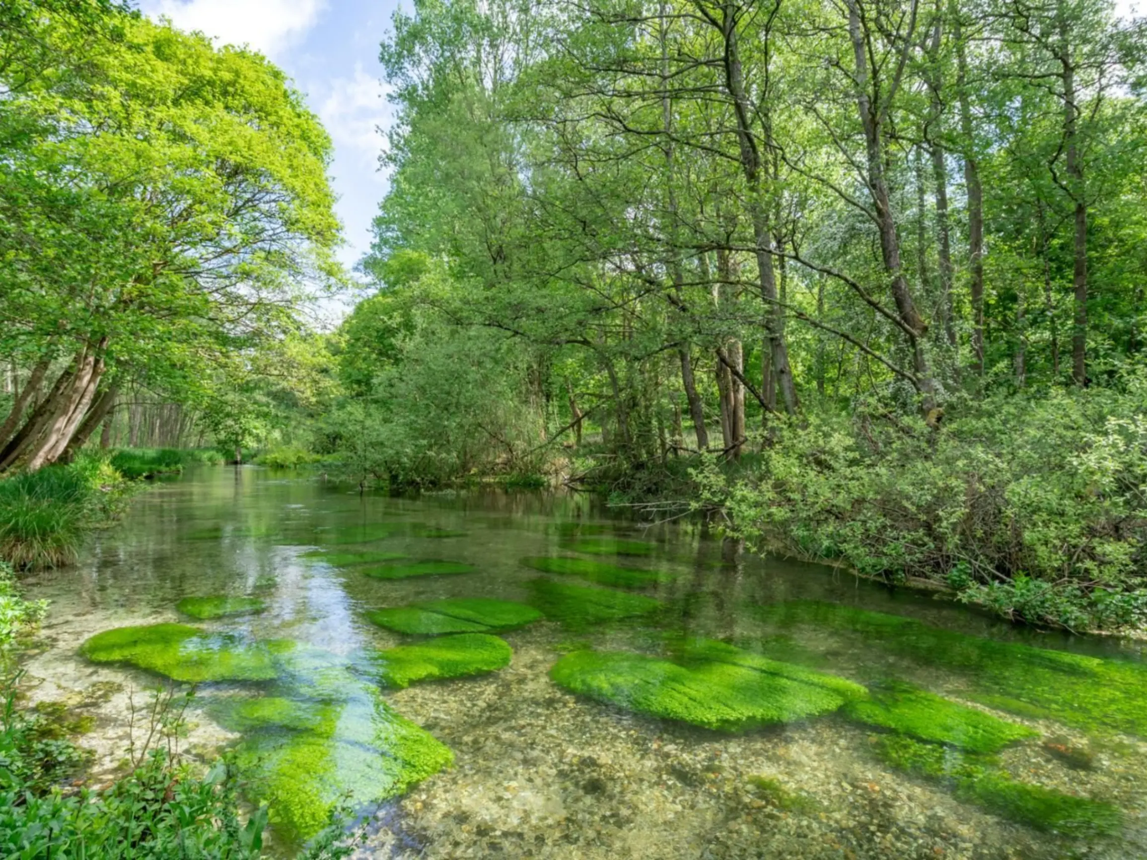 Clear river with pebbles under and trees along the side