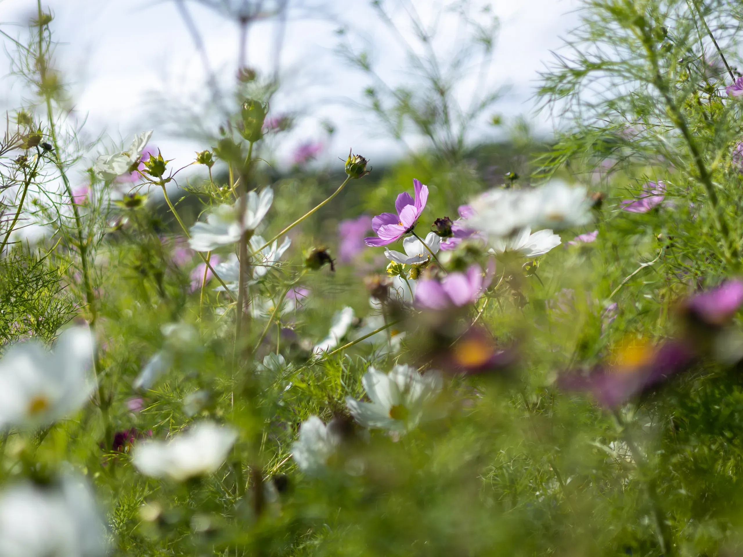 autumnal-display-of-field-of-cosmos-flowers
