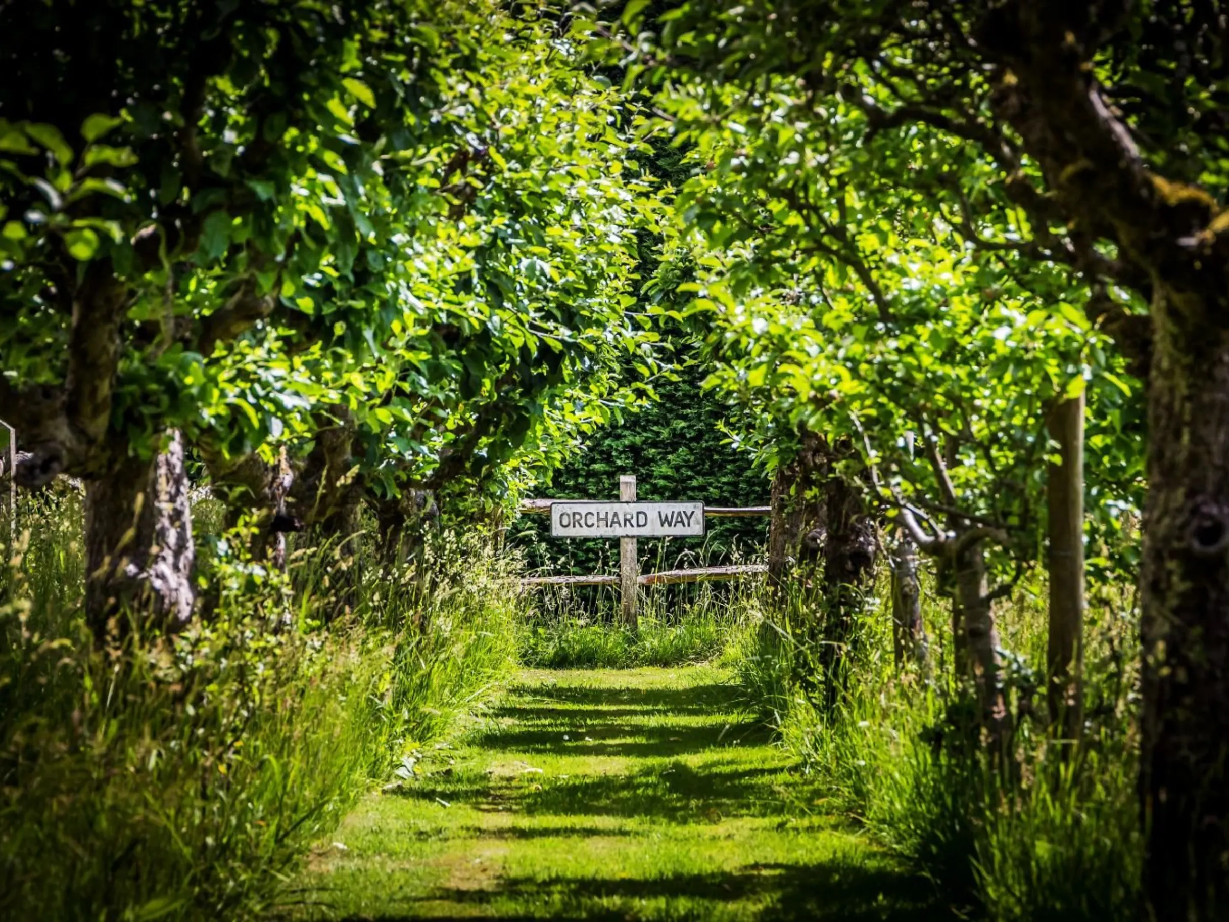 A grass path flanked by trees with a wooden sign at the end saying 'Orchard Way'