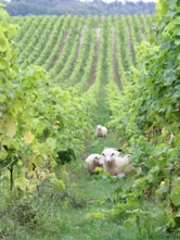 Vineyards