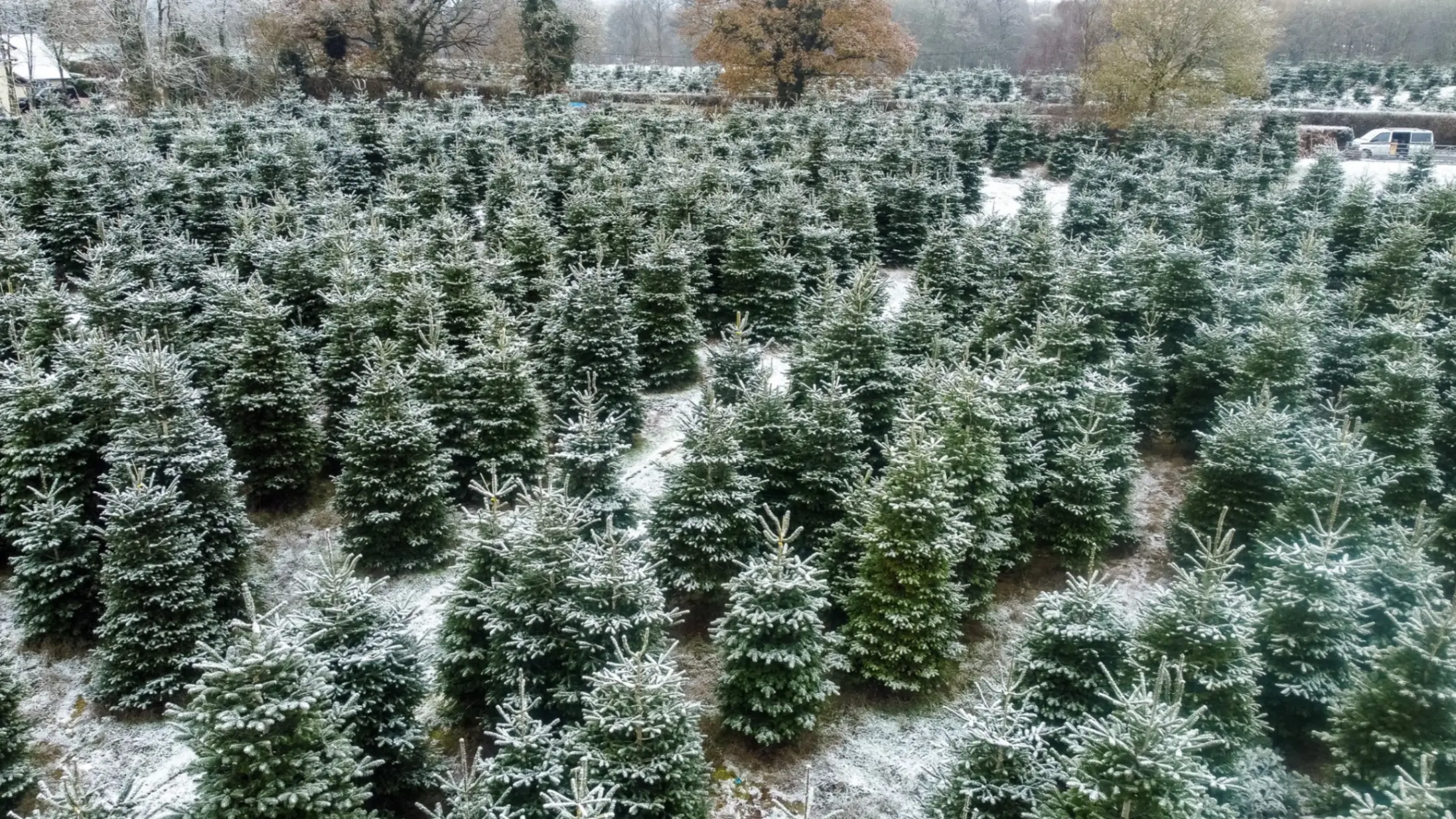 Field of green Christmas trees