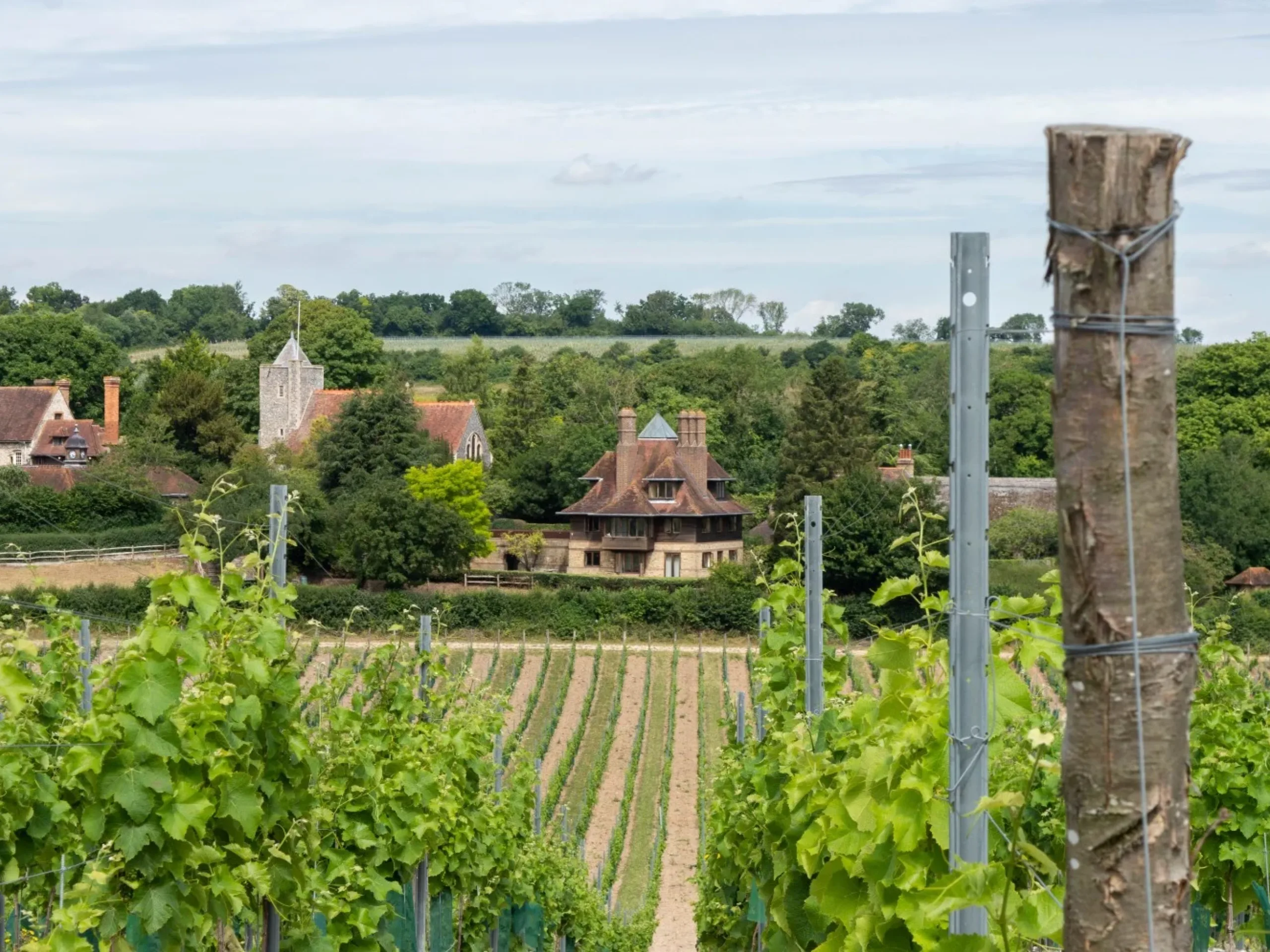 View of a vineyard with houses and trees in the background