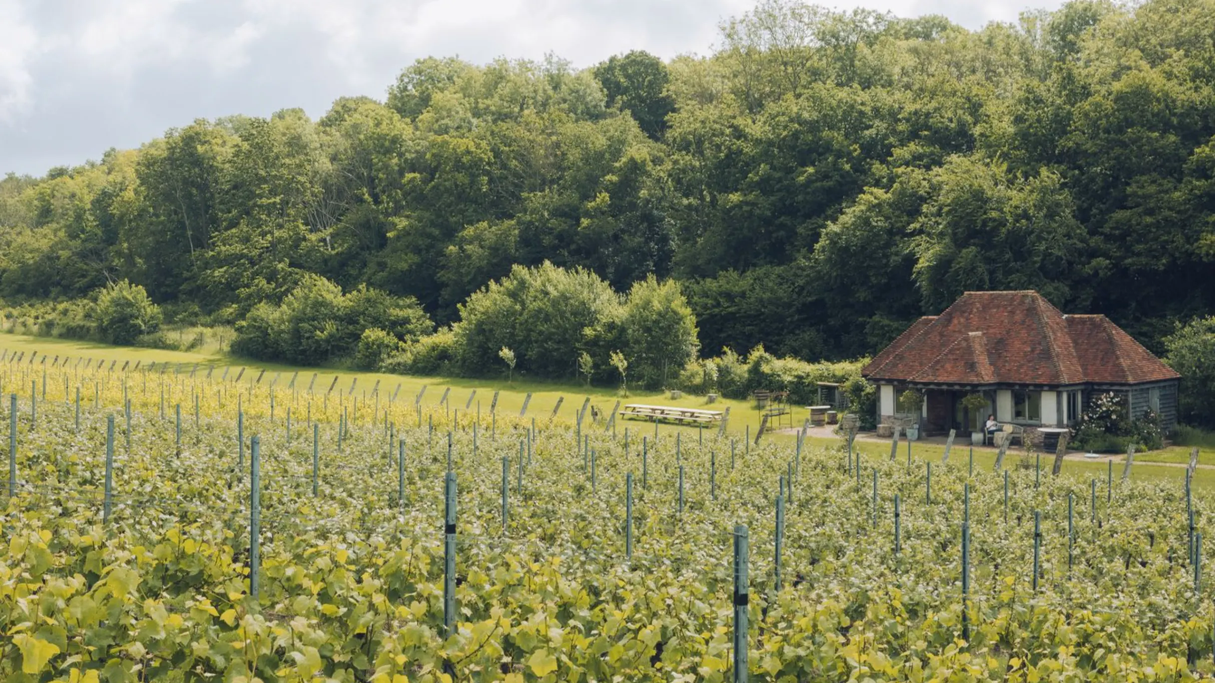 Wiston Estate vineyards by Daniel Alford