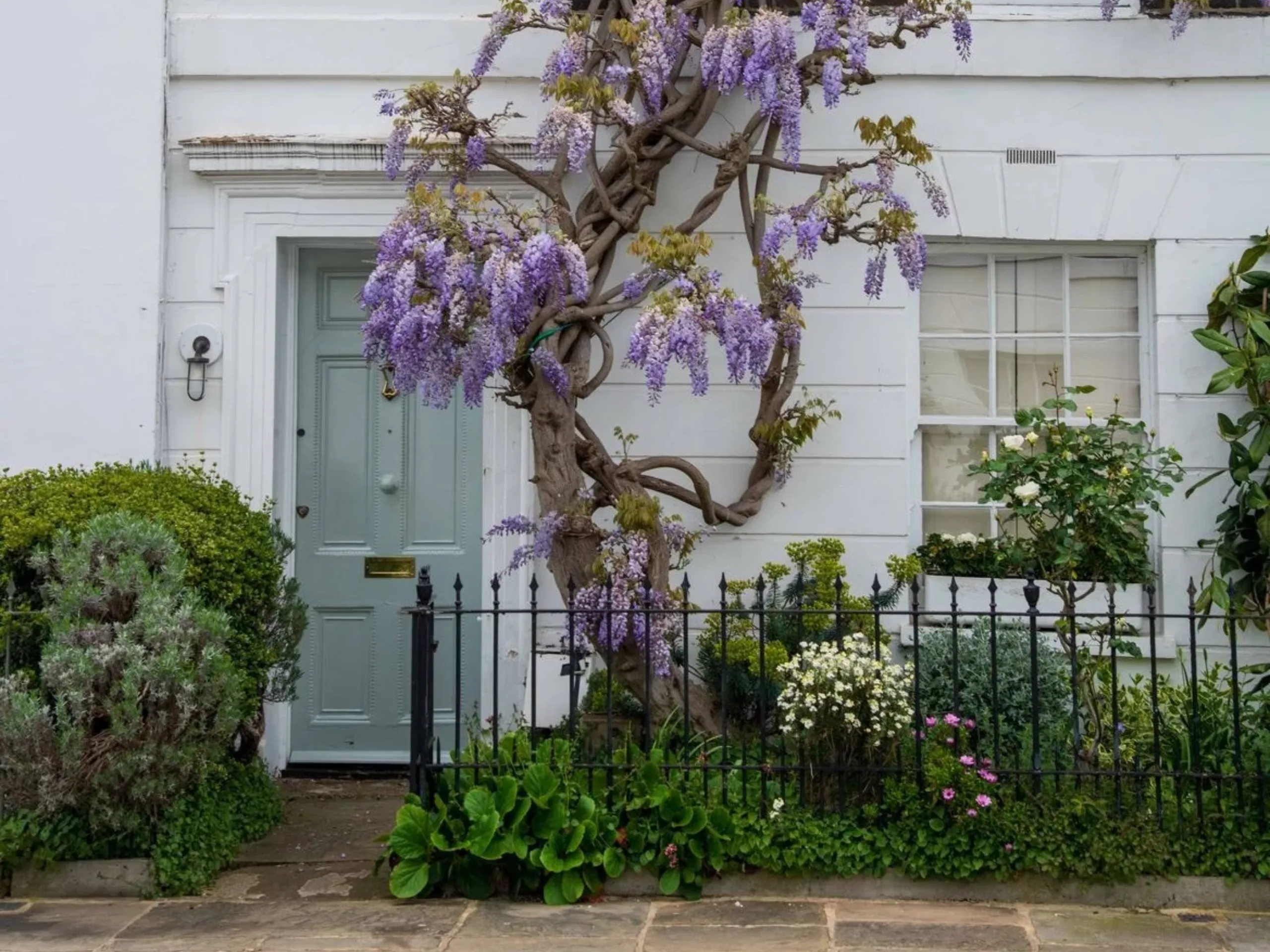 Exterior of white house with wisteria on the outside wall