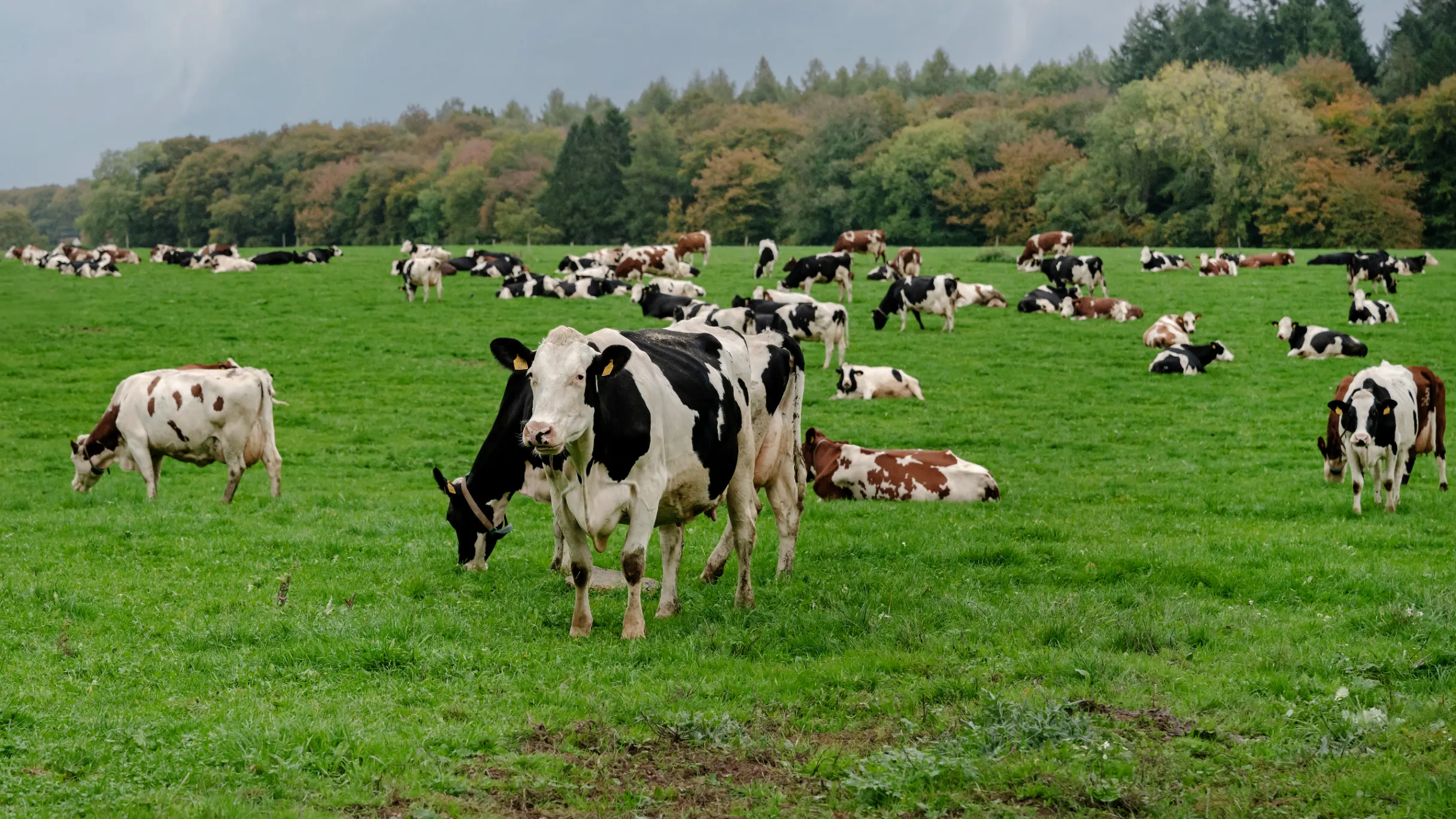 Cows and calfs in a field