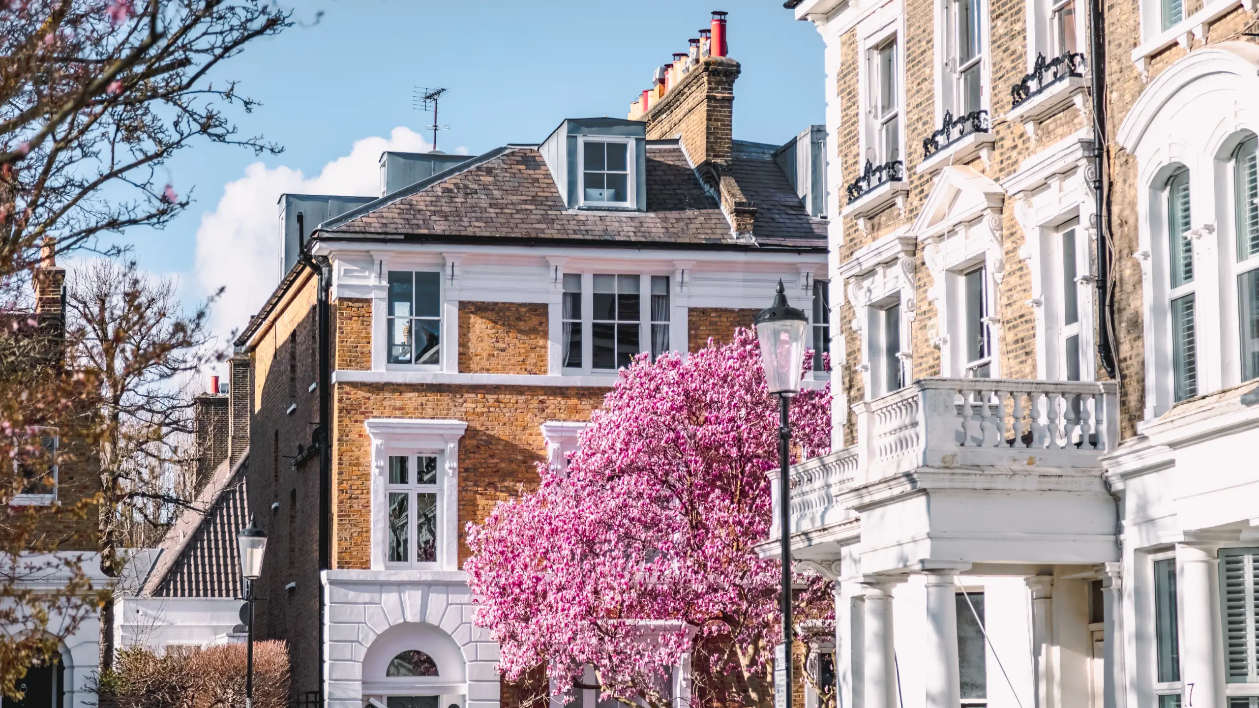 Pink magnolia blossoms adorn London streets in spring