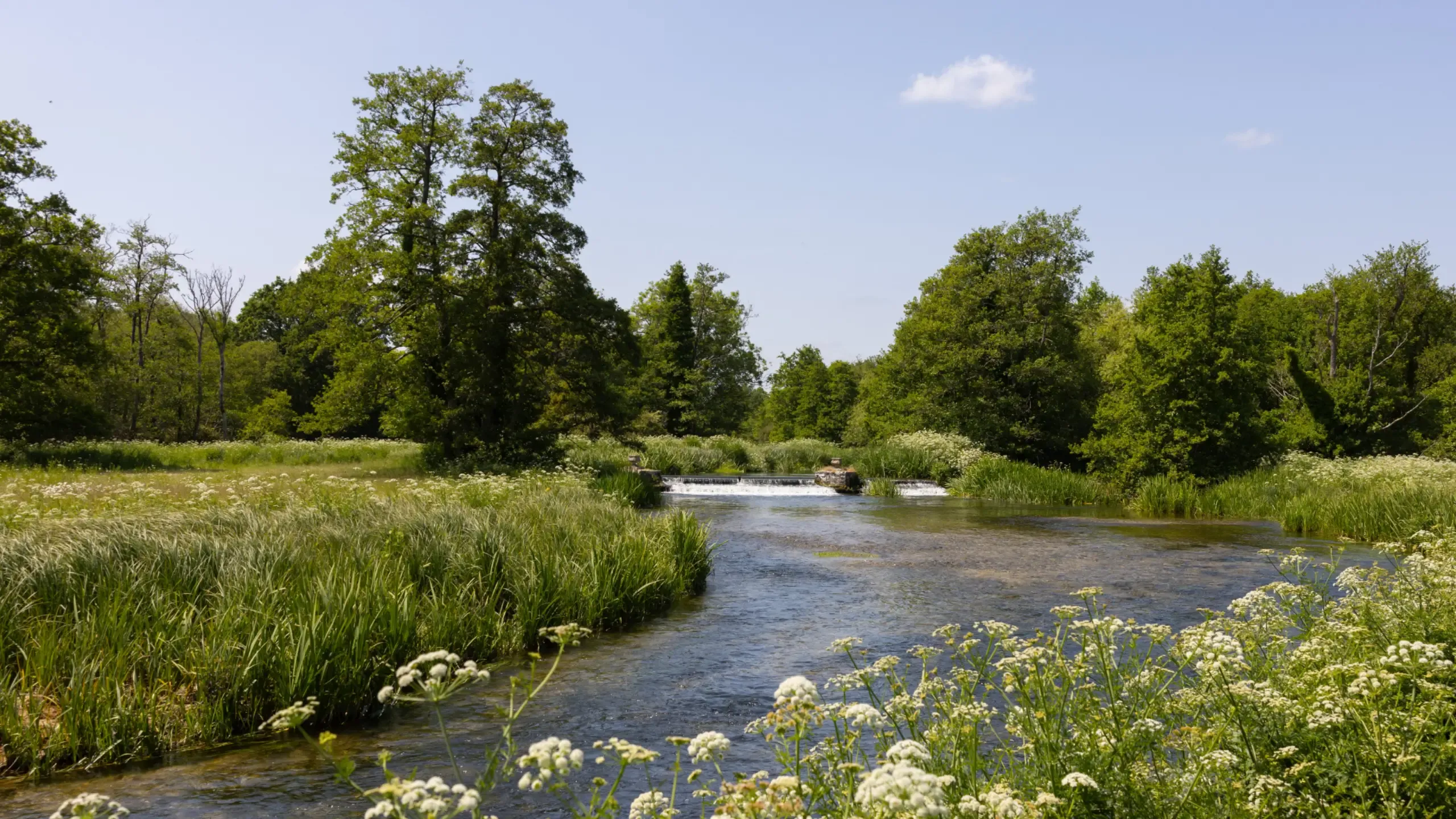 View from a lush, green riverbank