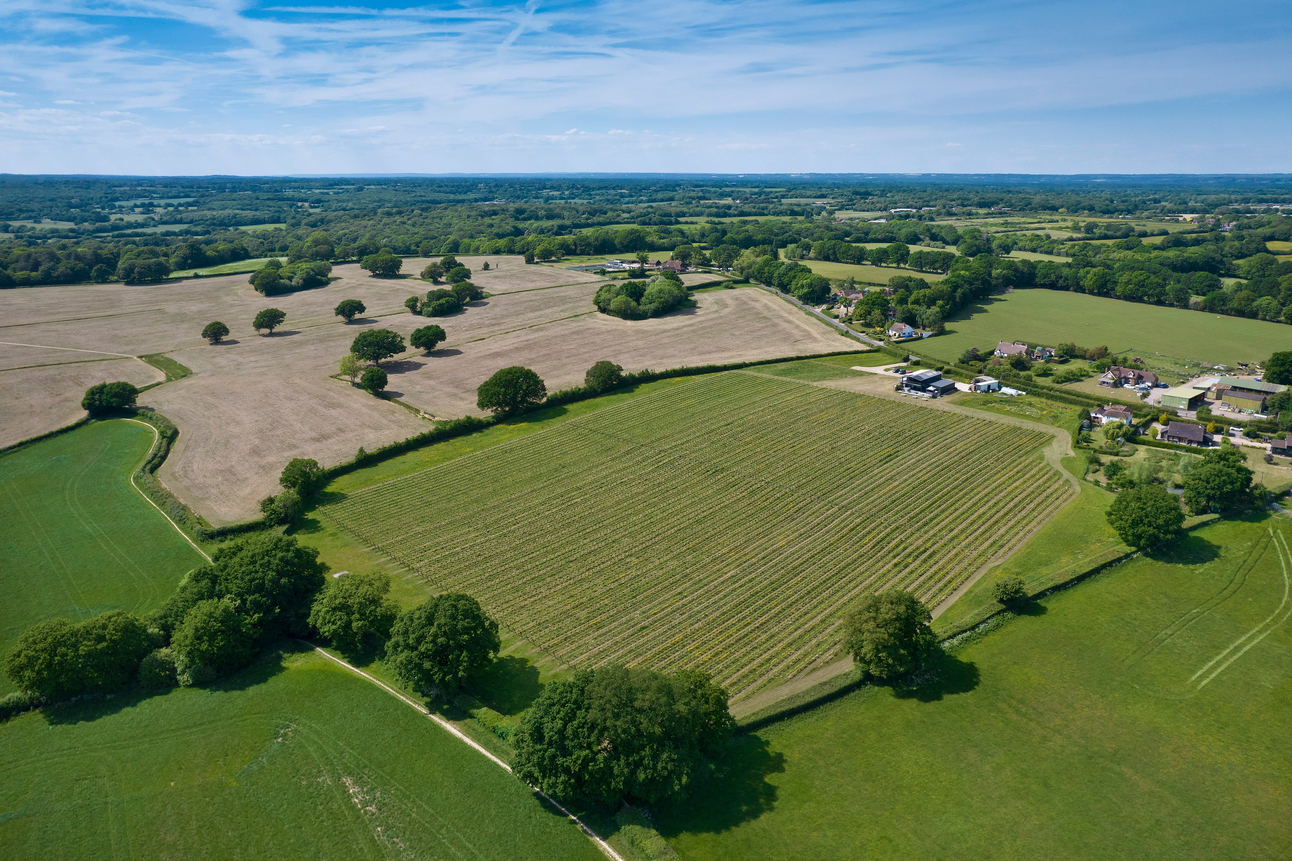 Knight Frank advises on the sale of Woodchurch Wine Estate, Kent