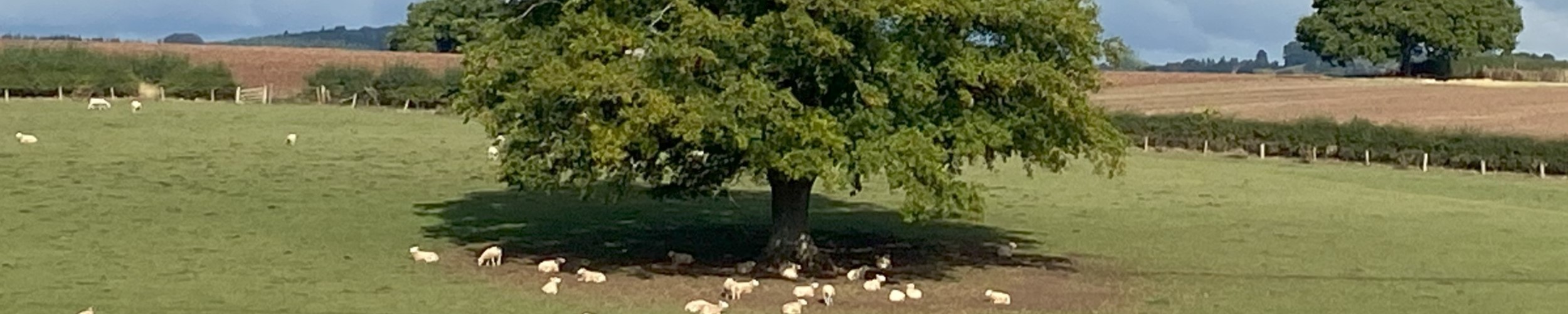 UK rural: the net zero conundrum