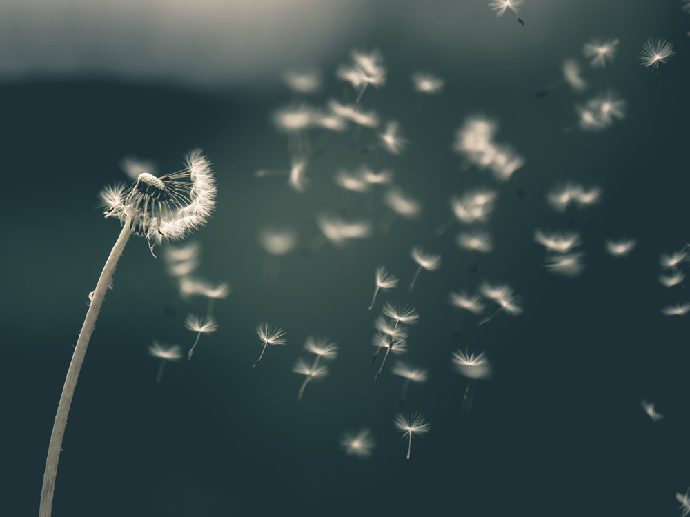 Image of Rural best wishes for the New Year