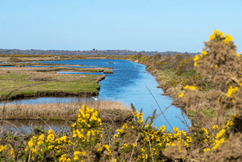 A rural scene showing a biodiverse wetland 