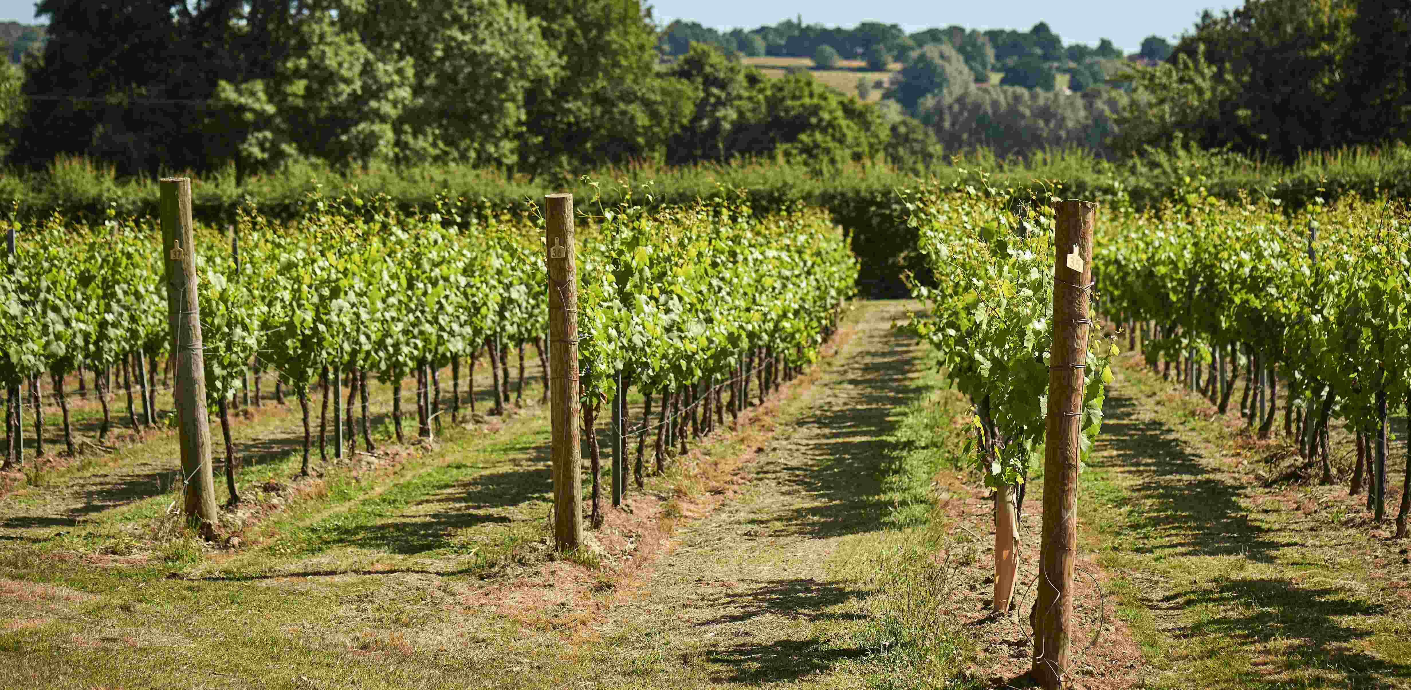 How can a vineyard impact the value of your home?