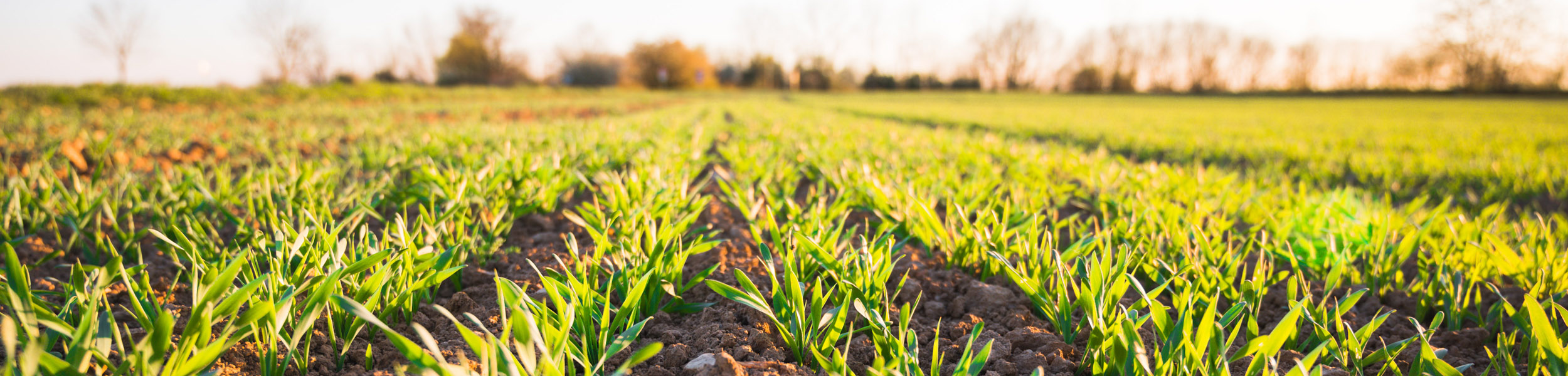 Rural and Agriculture: key terms explained