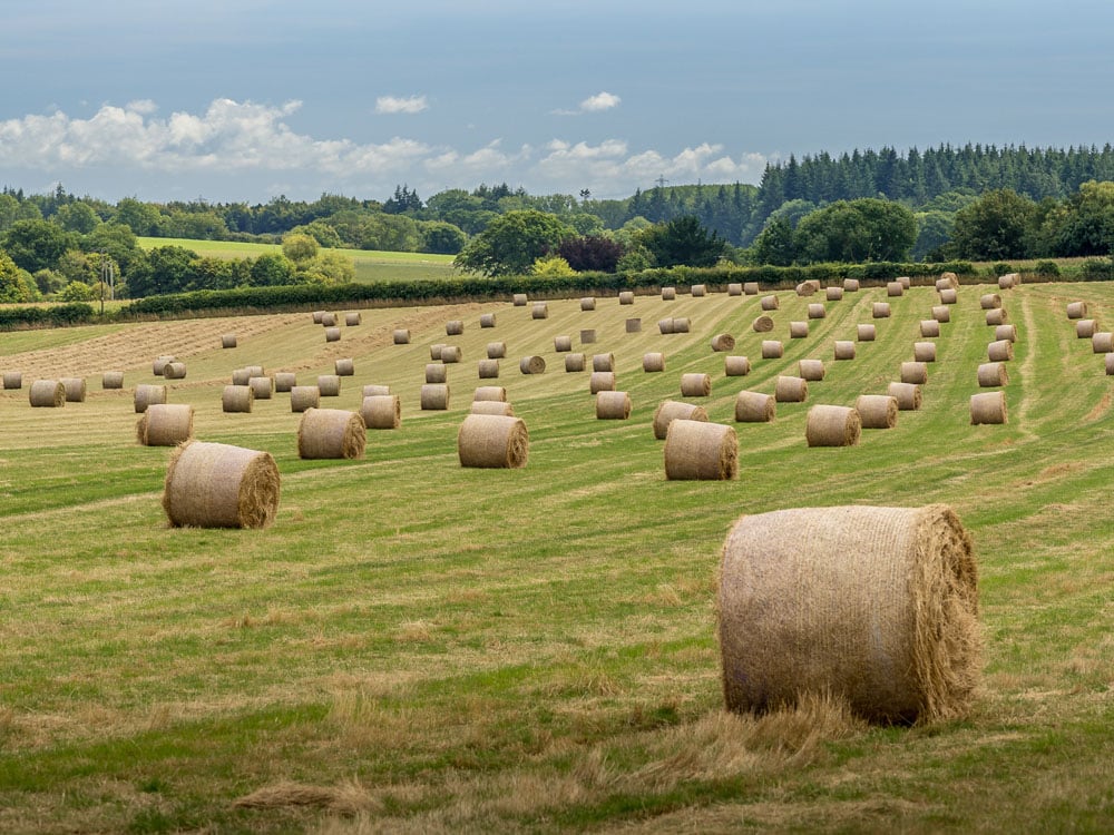 Image of Rural and Agriculture: key terms explained