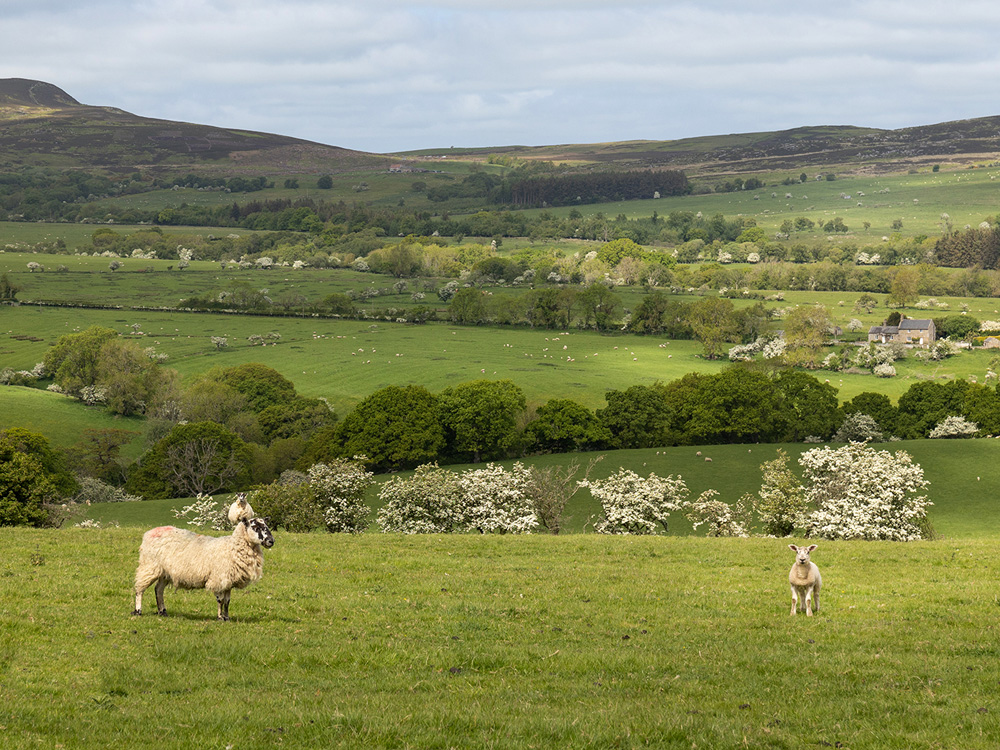 Image of UK rural property: Dealing with carbon emissions