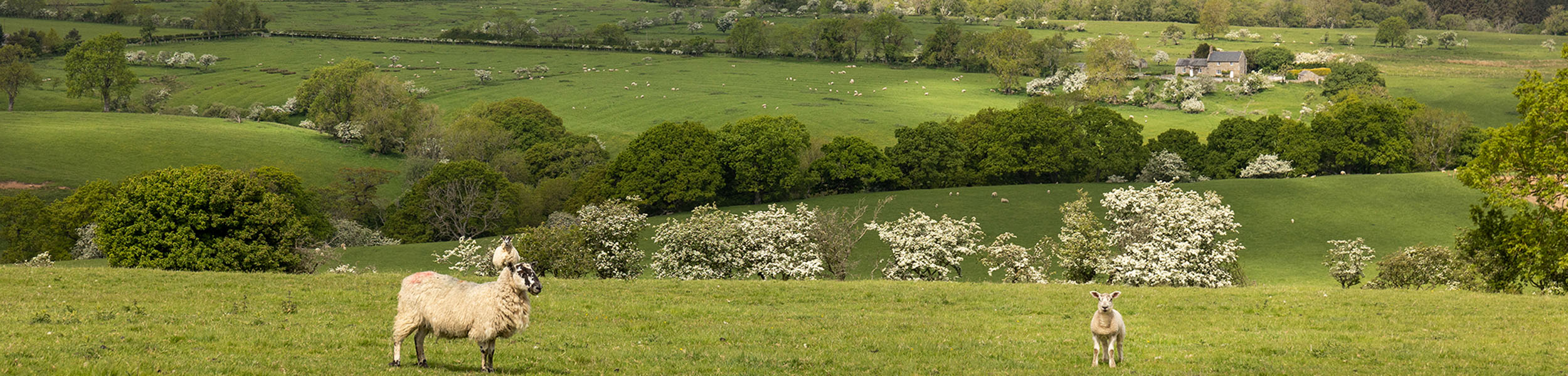 UK rural property: Dealing with carbon emissions