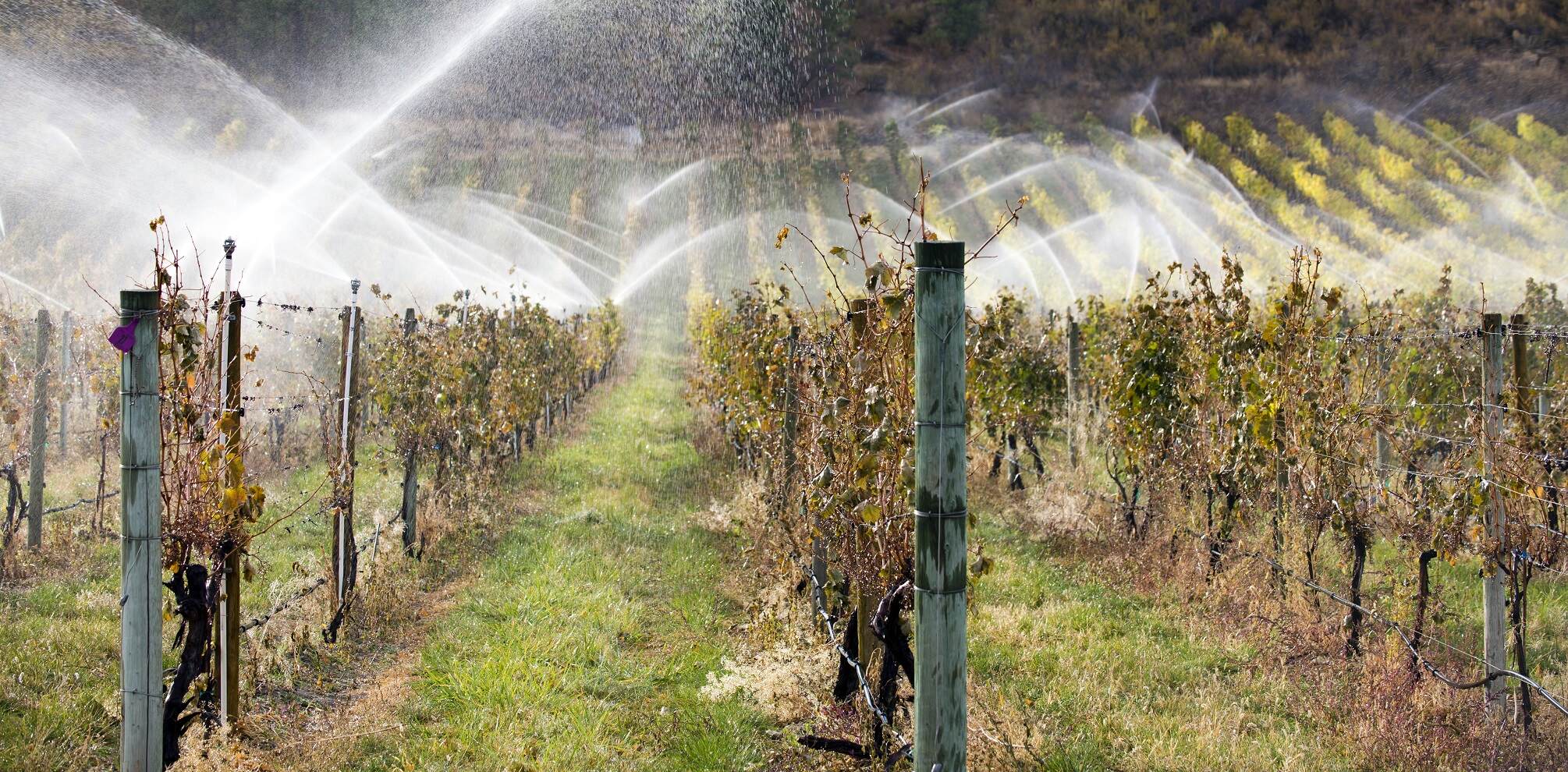 What does the future hold for English wine?