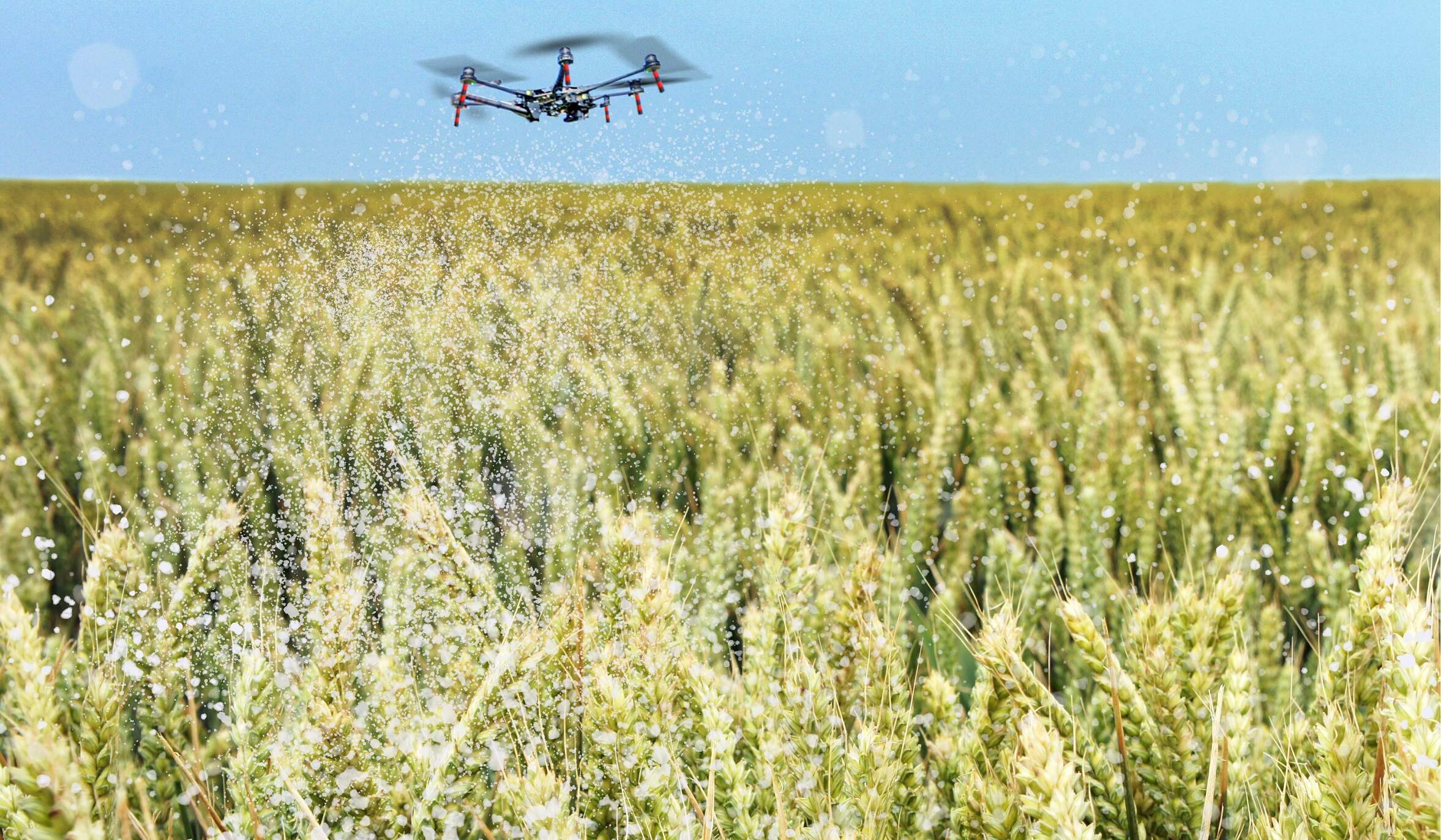 A small drone flying over a grain field