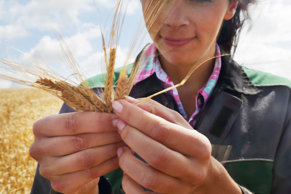 A farming professional looking at the quality of grain