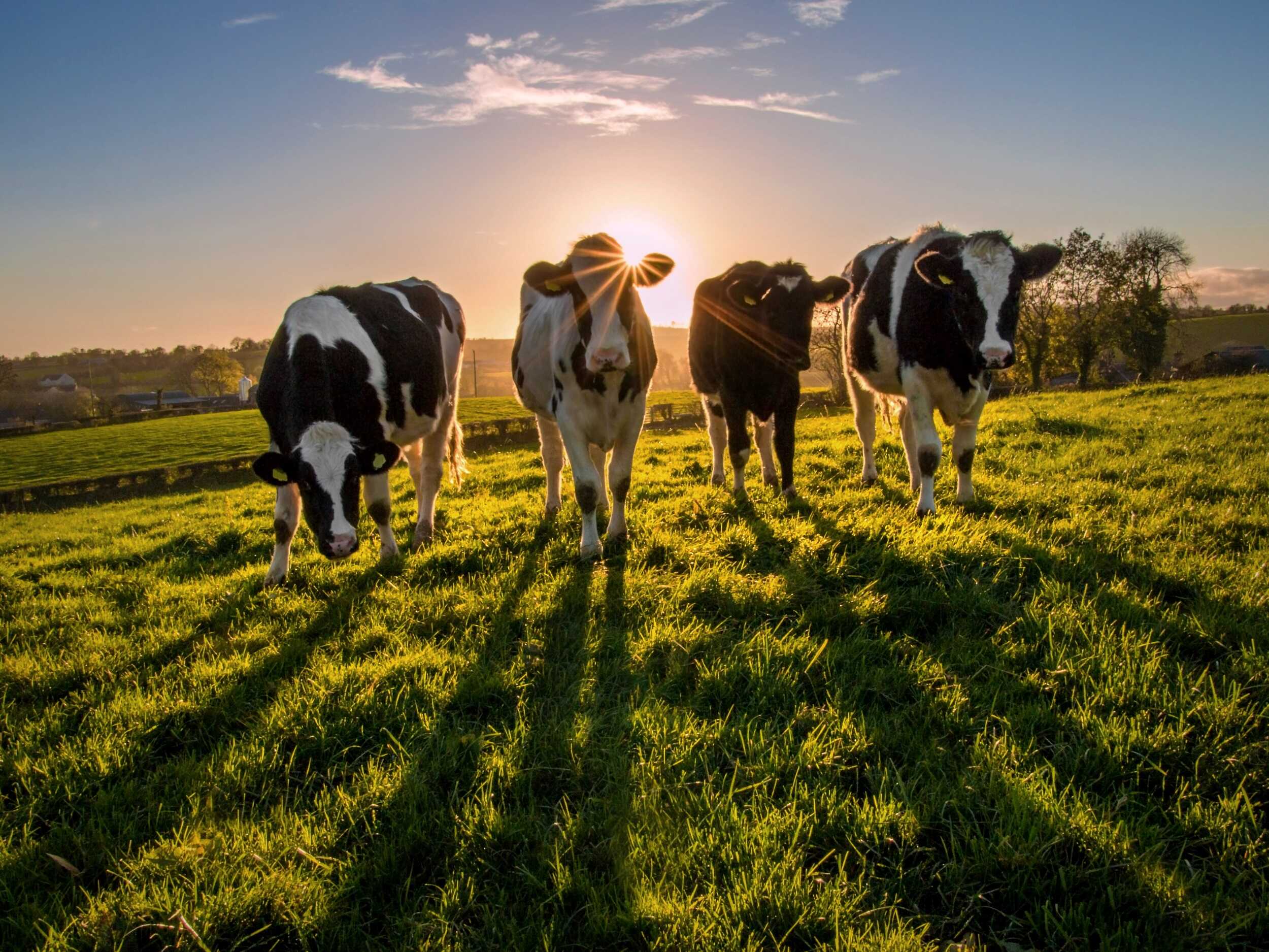 Image of How to be the best: top 5 traits of high-performing farming businesses