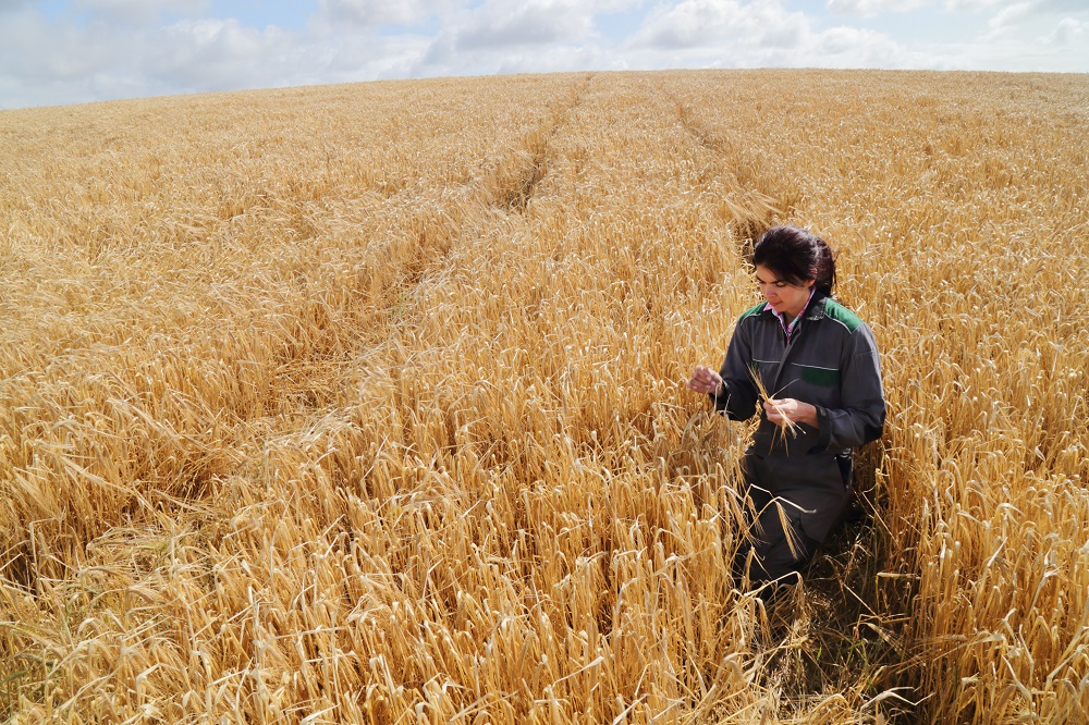 A farmer checking the quality of grain in a field