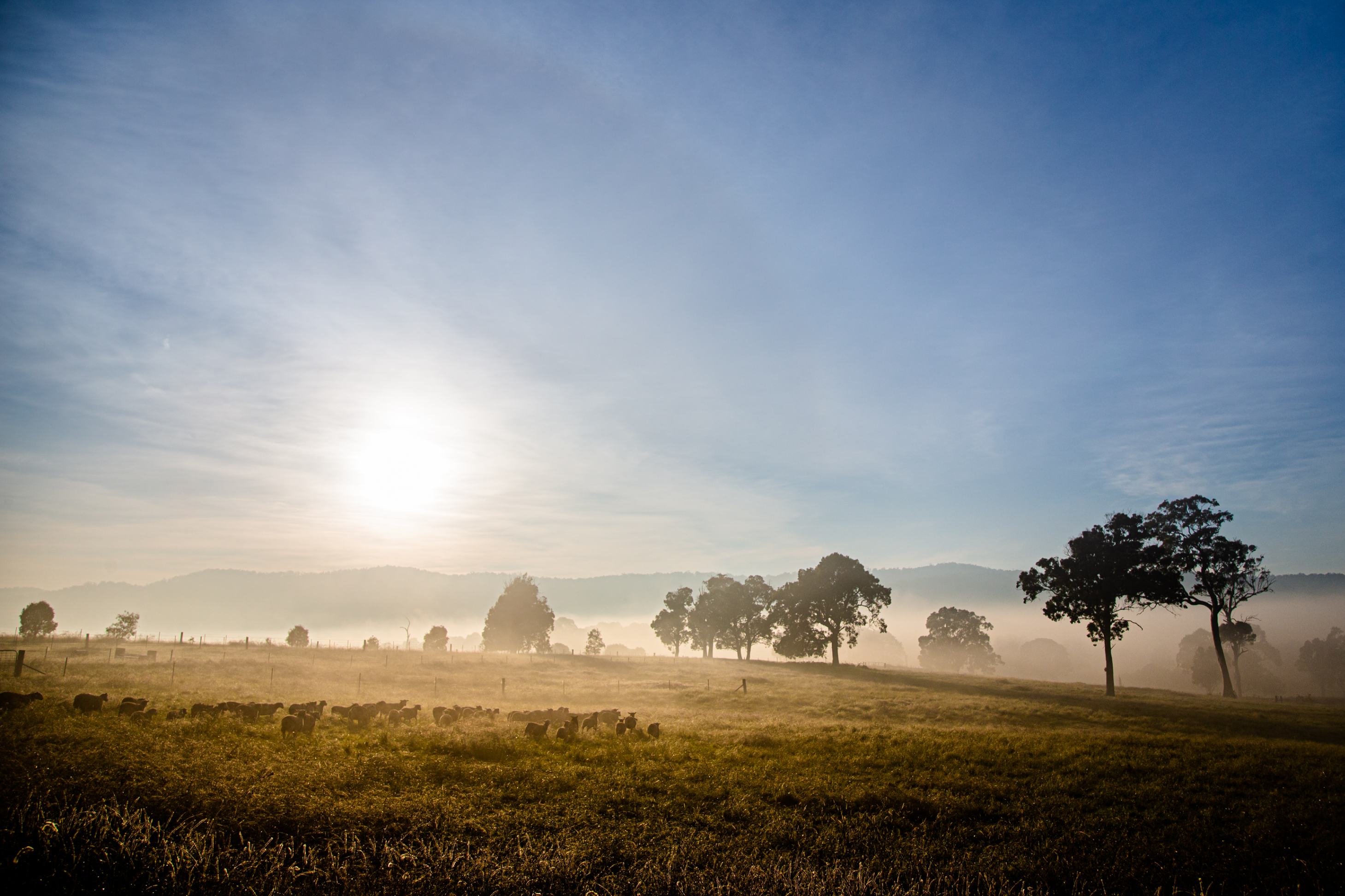 A misty morning in rural Australia