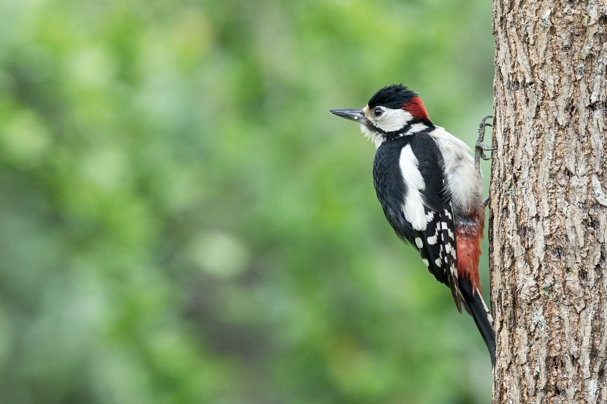 A greater spotted woodpecker on a tree