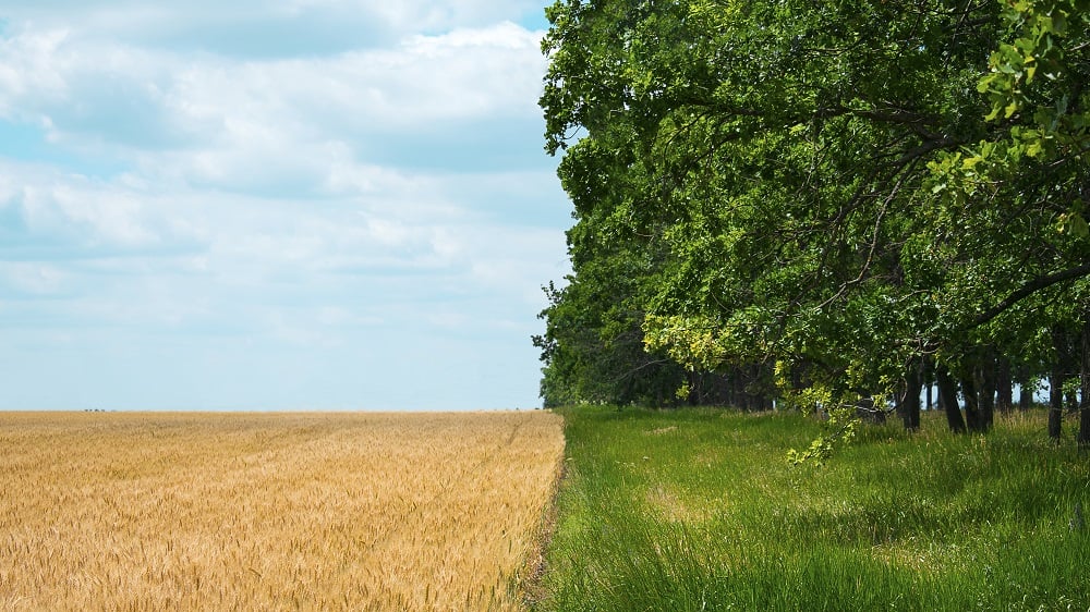 A field of wheat