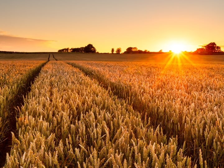 A wheatfield at sunset
