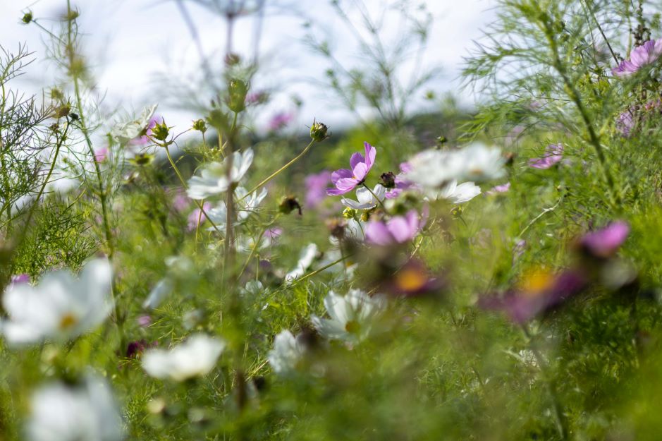 Image of Natural capital and nature - why invest as a commercial business?