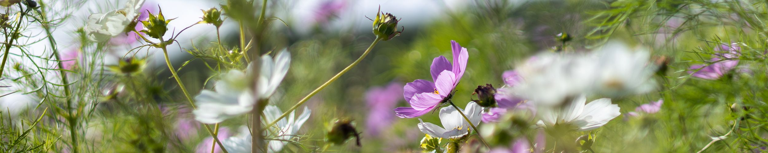 Natural capital and nature - why invest as a commercial business?