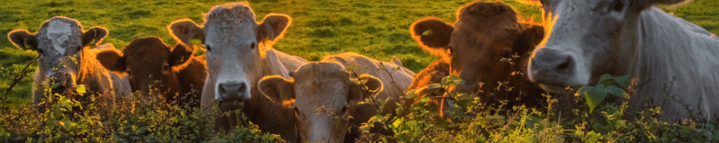 The Rural Update: Protecting the environment needs farmers
