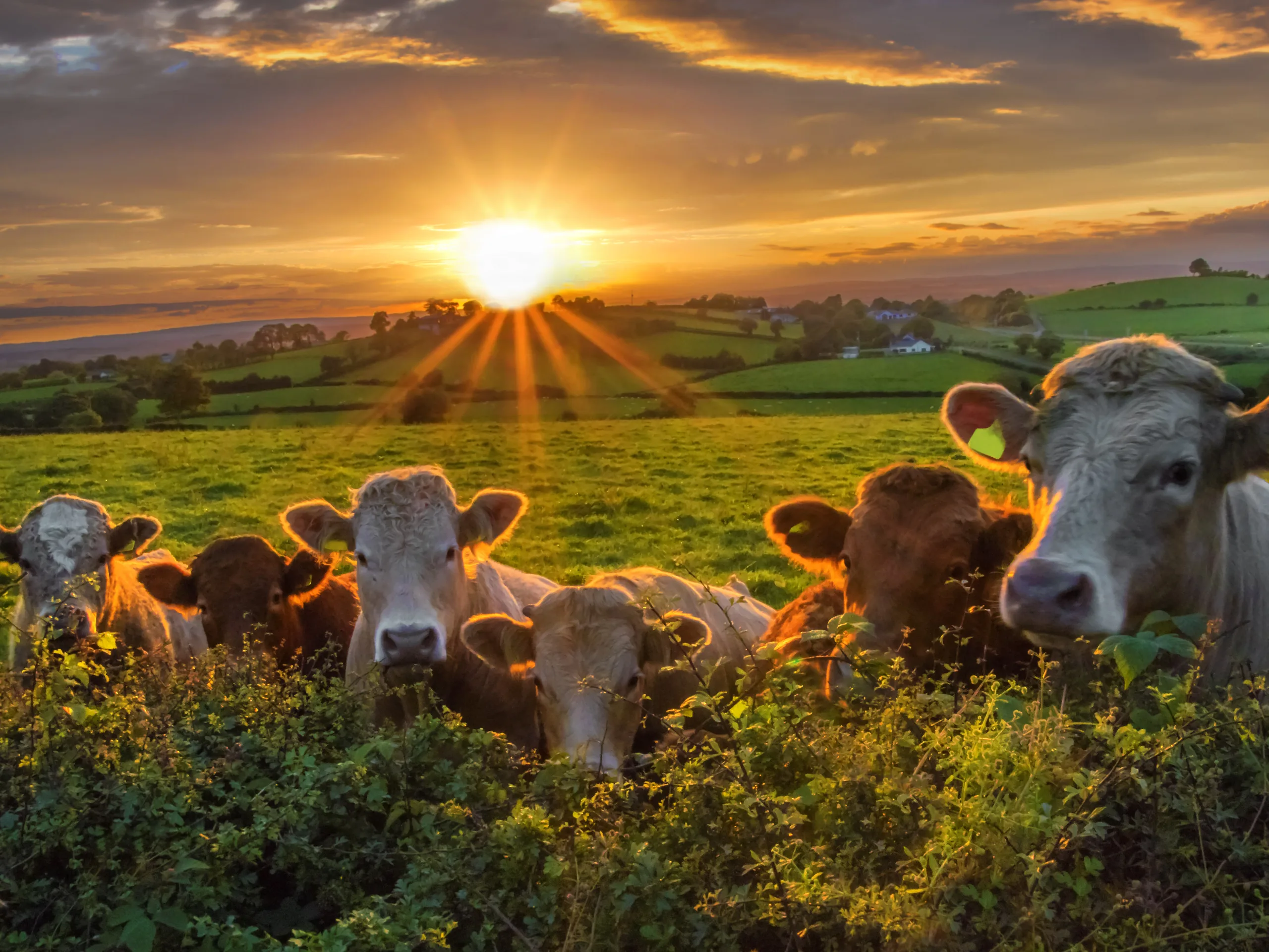 Image of The Rural Update: Diversify strategically to build resilience
