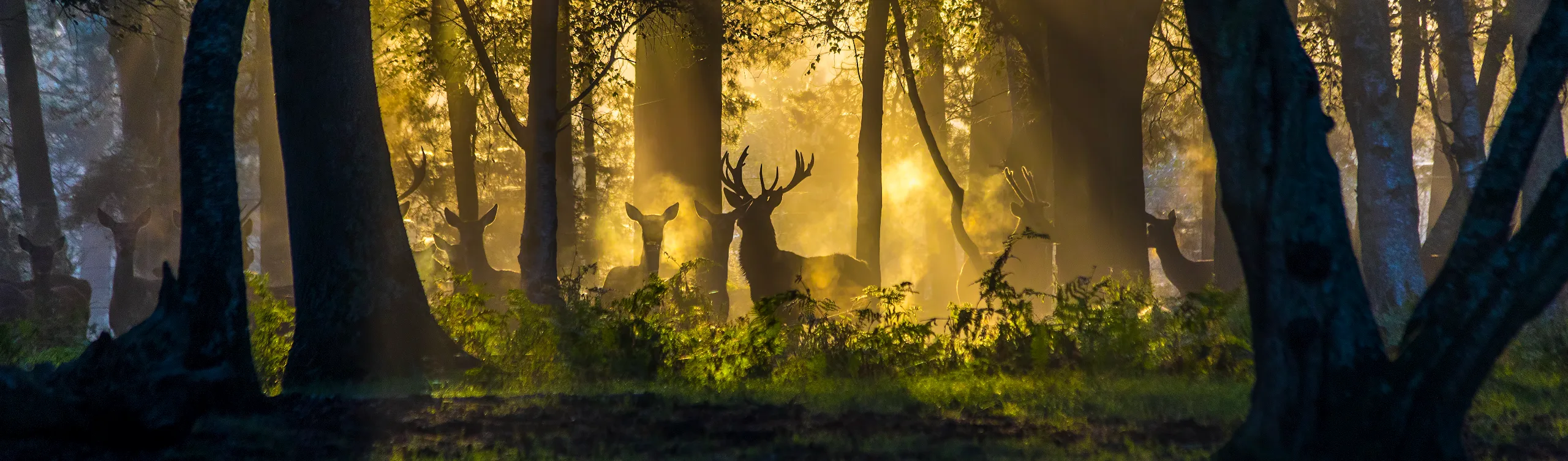 Turning complexity into clarity