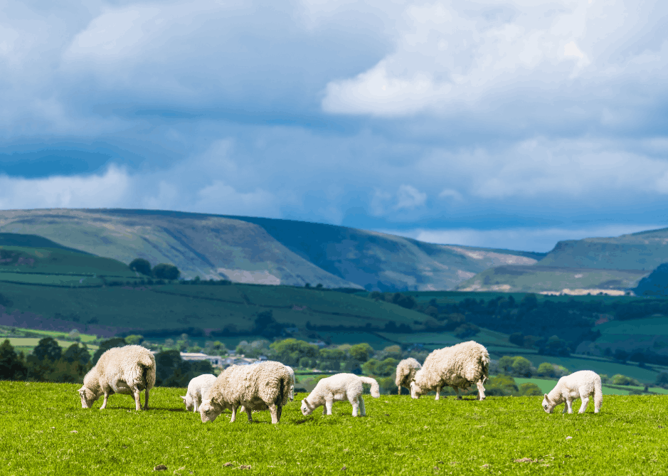 Image of The Rural Update: The government knocks farmers again