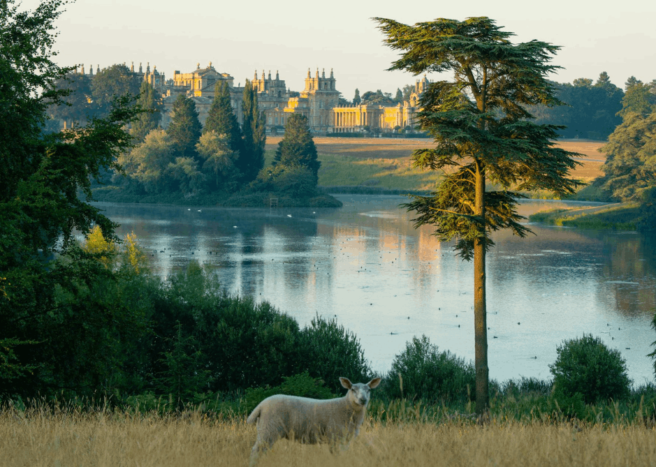 Image of Purpose in practice at The Blenheim Estate