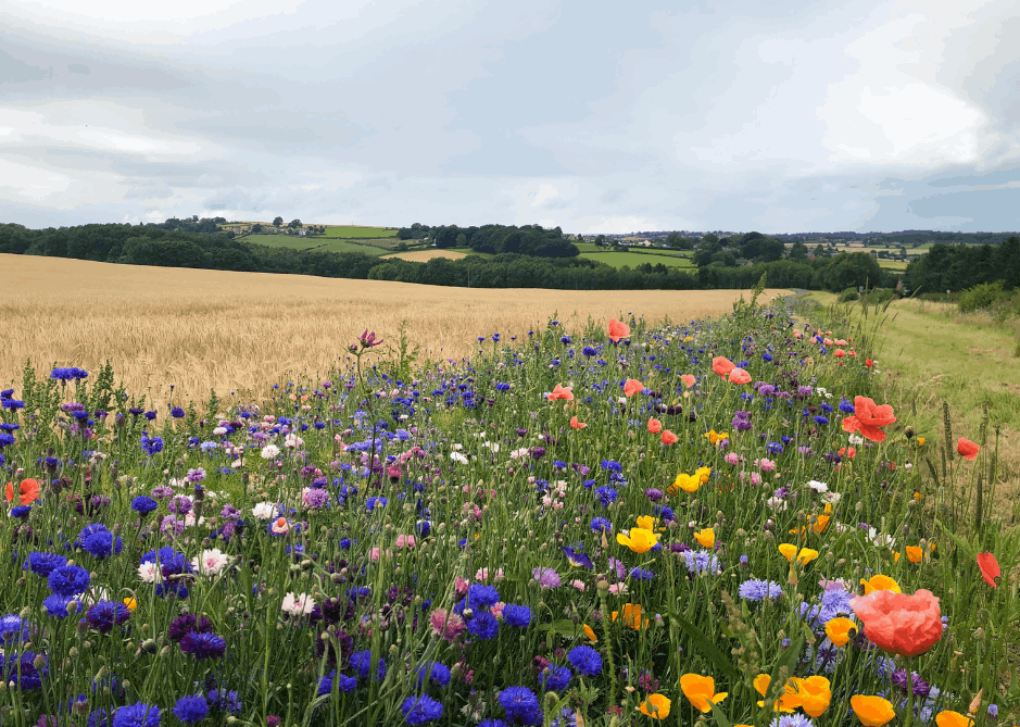 Image of Top five grants for farms and rural estates