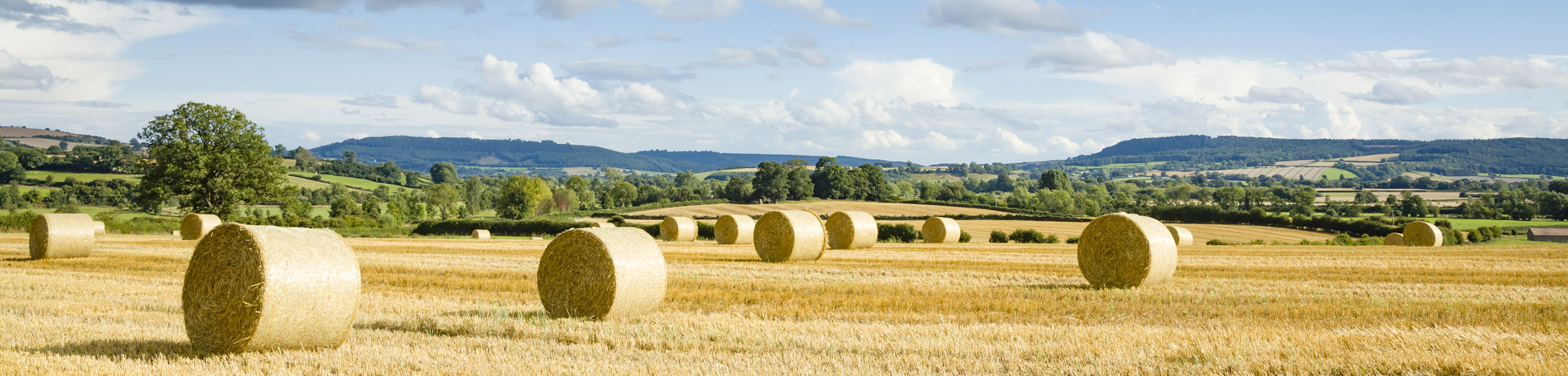 The Rural Update: Food strategy realities