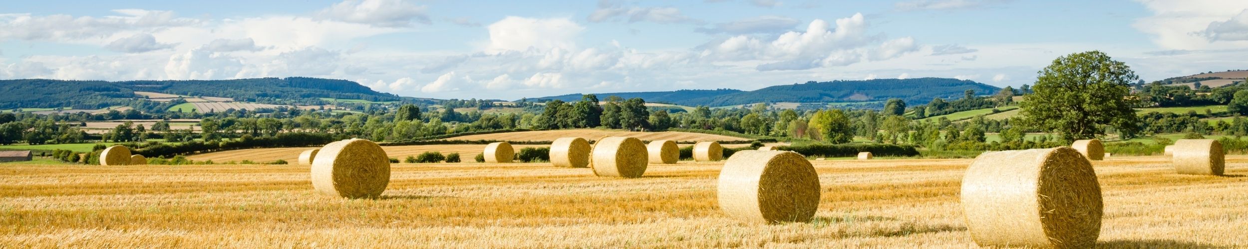 The Rural Update: New harvests