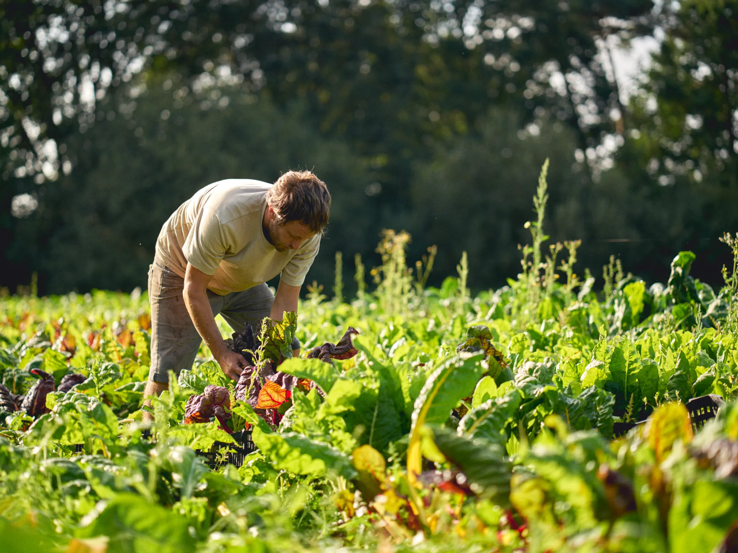 Image of 5 ways to get your farm ready for SFI Window 2