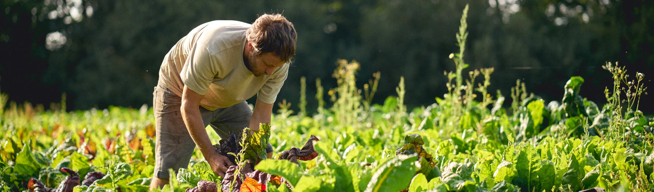 5 ways to get your farm ready for SFI Window 2
