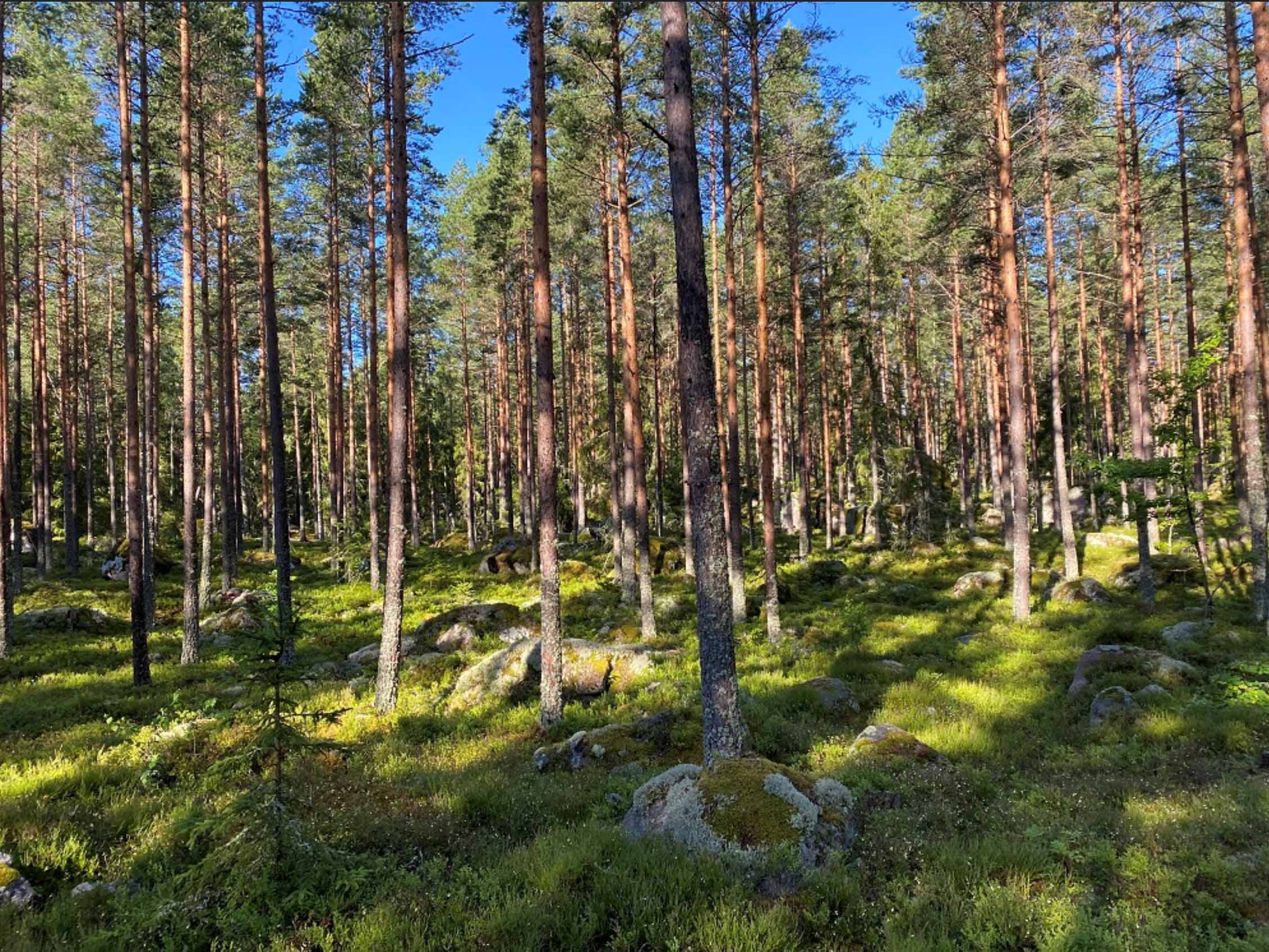 Environmental, Social and Governance Factors in Forestry Investment & Management