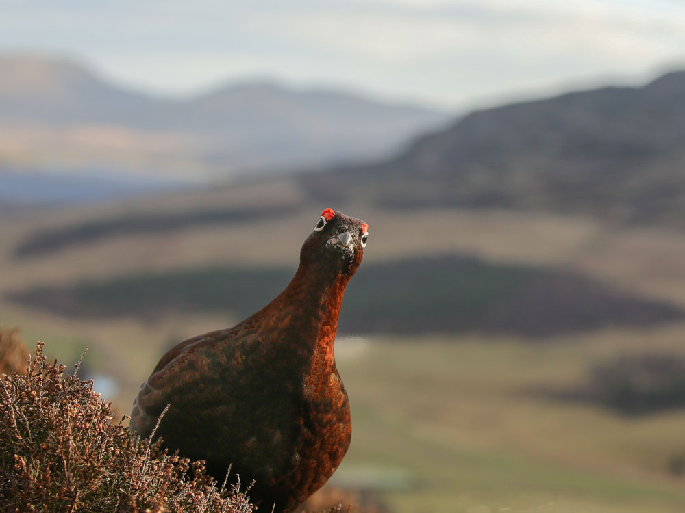 The Knight Frank Rural Property and Business Update – 30 November