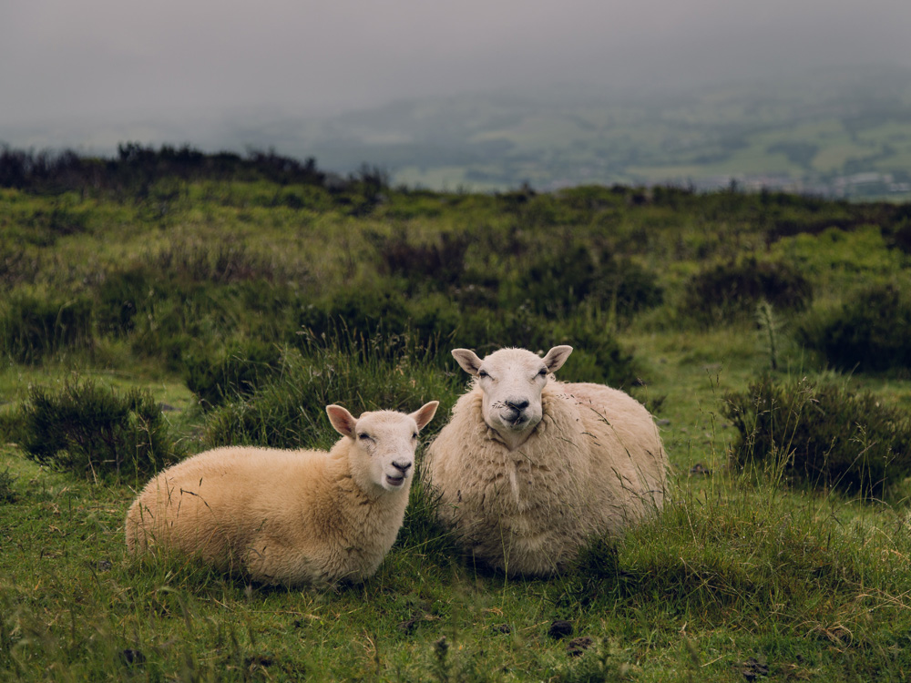 The Knight Frank Rural Property and Business Update – 21 December