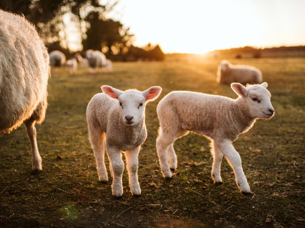 Weekly rural property and business update