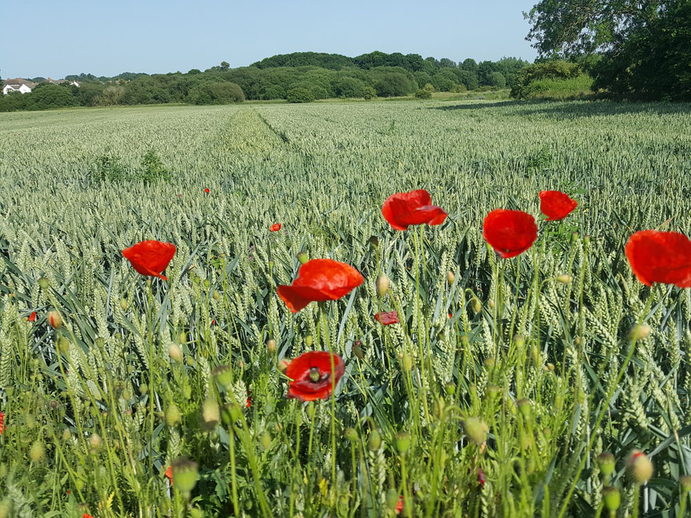 Countryside Stewardship and the new Environmental Land Management Scheme