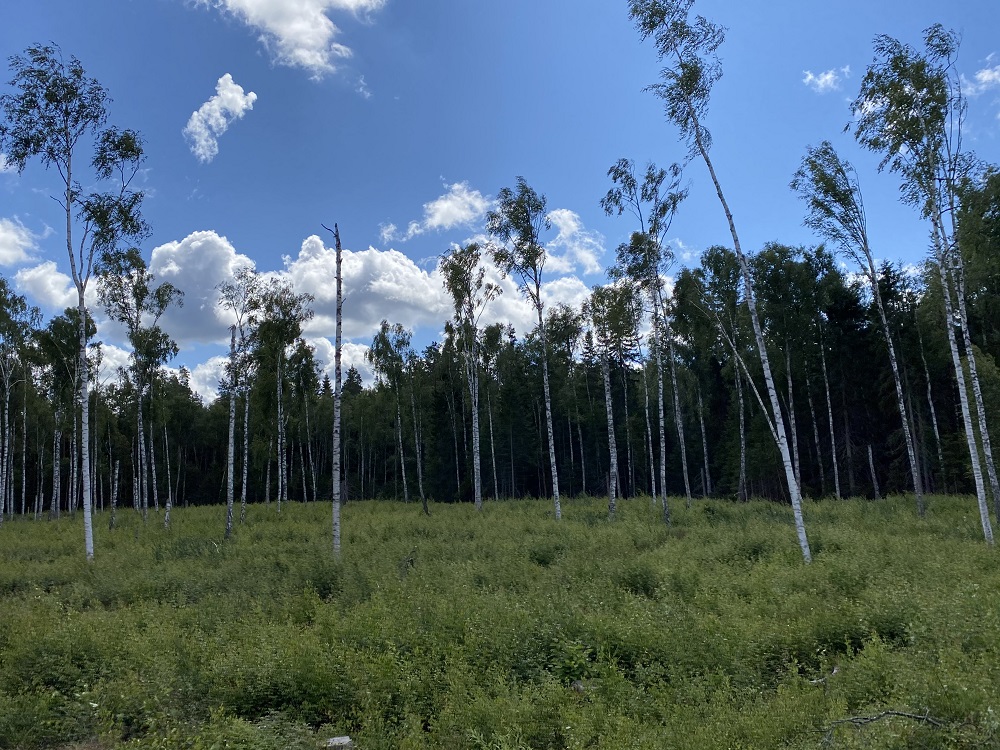 Weekly rural property and business update: 10 August 2020