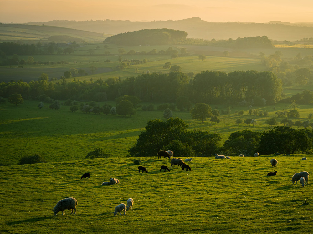 Weekly rural property and business update 3rd August