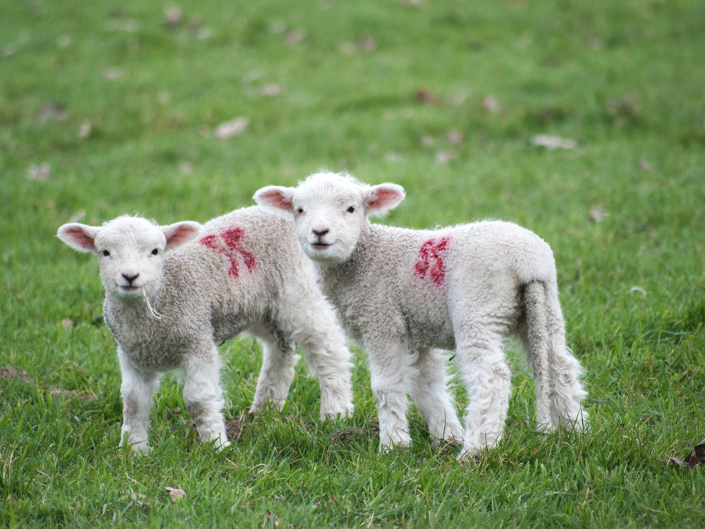 The Knight Frank Rural Property and Business Update – 18 January